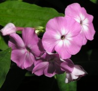 /album/phlox/phlox-laura-jpg1/